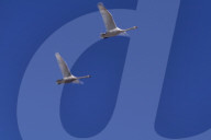 swan