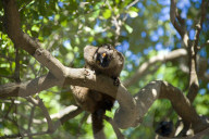 MAYOTTE