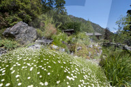 Flore Alpe