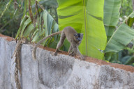 MAYOTTE