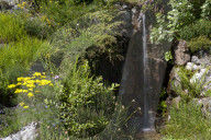 Flore Alpe