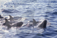 MAYOTTE