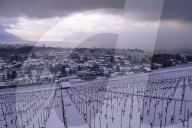 View of Vevey, vineyard
