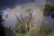 MAYOTTE