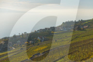 Lavaux