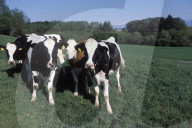 cows
