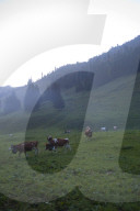 Désalpe en Gruyère