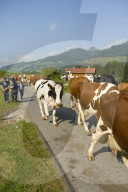 Désalpe en Gruyère