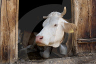 Isenau, les Diablerets