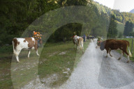 Désalpe en Gruyère