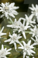 Flore Alpe