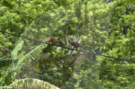 MAYOTTE