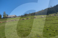 Désalpe