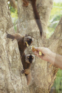 MAYOTTE