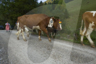 Désalpe en Gruyère