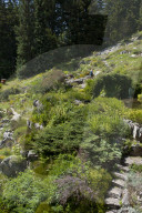 Flore Alpe