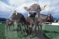 APPENZELL