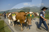 Désalpe en Gruyère
