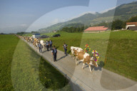 Désalpe en Gruyère