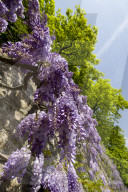 Vevey