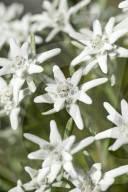 Flore Alpe