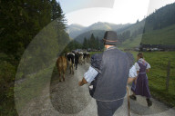 Désalpe en Gruyère