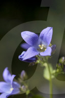Flore Alpe