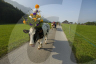 Désalpe en Gruyère