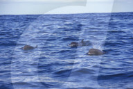MAYOTTE