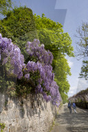 Vevey