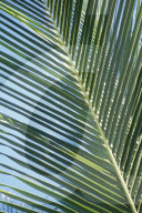 MAYOTTE