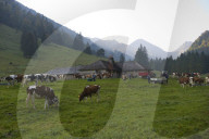 Désalpe en Gruyère