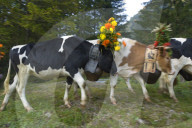 Désalpe en Gruyère