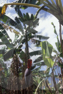 MAYOTTE