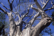 MAYOTTE