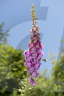Flore Alpe