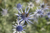 Flore Alpe