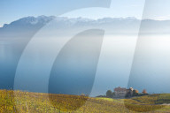 Lavaux