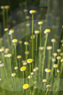 Flore Alpe