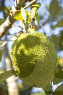MAYOTTE