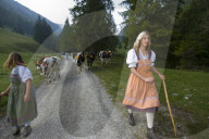 Désalpe en Gruyère