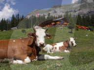 Vieh am Oeschinensee, 2005