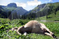 Verendete Kuh auf einer Alpweide im Bisistal, 2005
