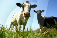Landwirtschaft Kuehe auf einer Weide