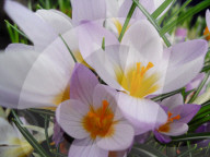Krokus 