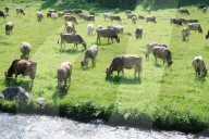 Landwirtschaft  Kuehe