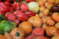 Farbige Tomaten