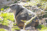 Murmeltier vor dem Winterschlaf