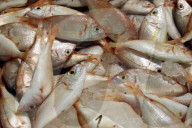 Fische