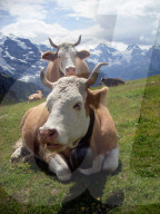 Landwirtschaft, Kuehe  auf einer Weide